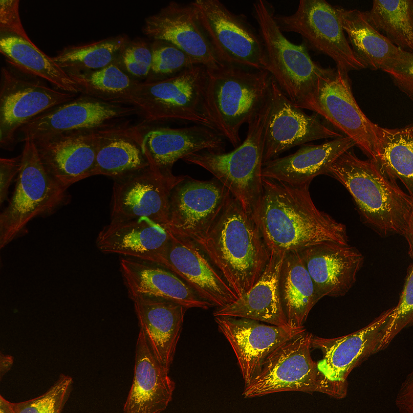 2D in vitro microscopic image on a black background