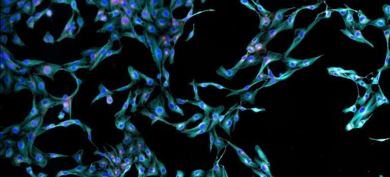 Humans Reserach Lab Home | Centre For Human Specific Research
