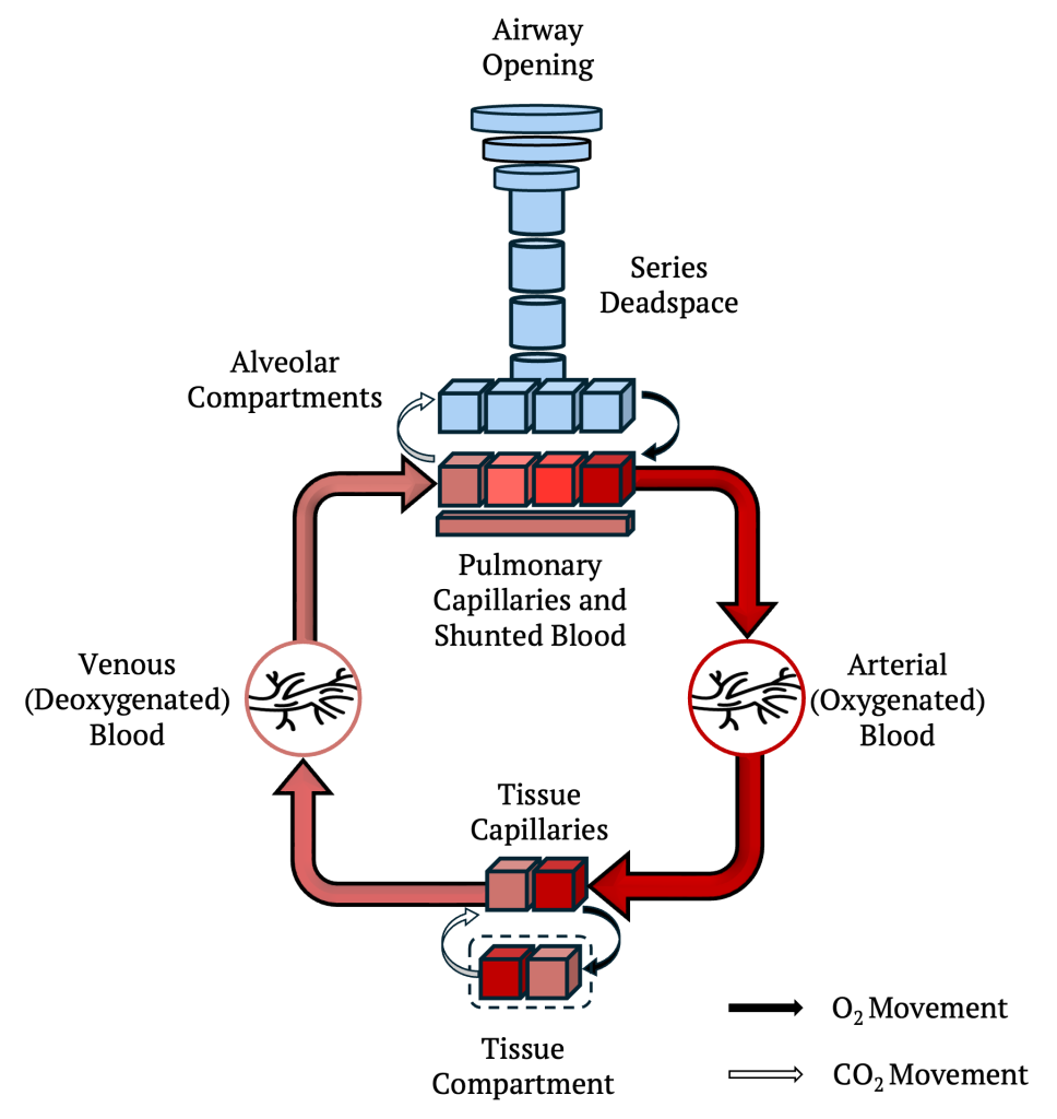 Cardiopulomonary Simulator