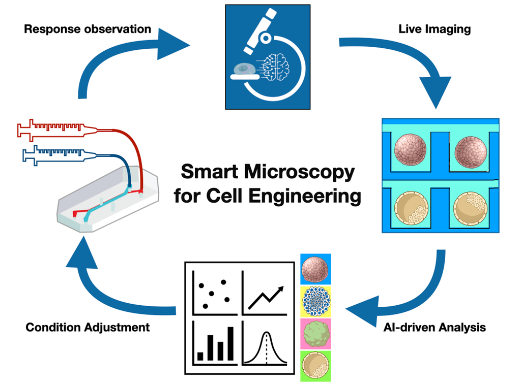 Smart Microscopy for Cell Engineering 